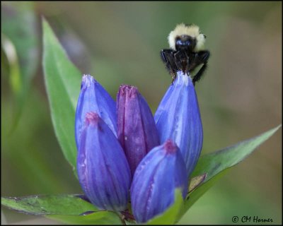 5855 Bumble Bee on closed Gentian.jpg
