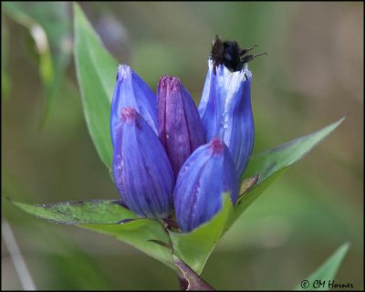 5851 Bumble Bee in closed Gentian.jpg