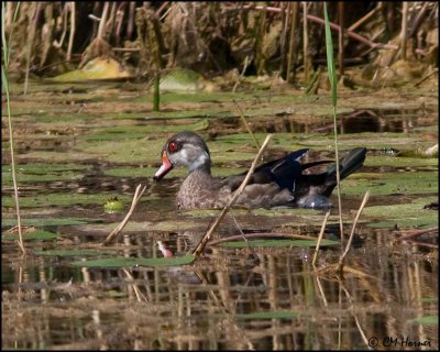 5894 Wood Duck male in eclipse.jpg