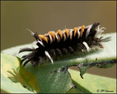 5947 Millkweed Tussock Moth cat.jpg