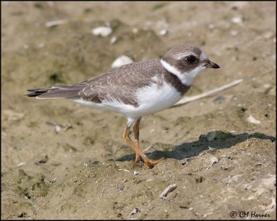 6018 Semipalmated Plover.jpg