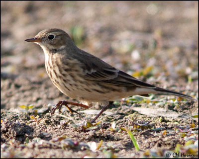 6141 American Pipit.jpg