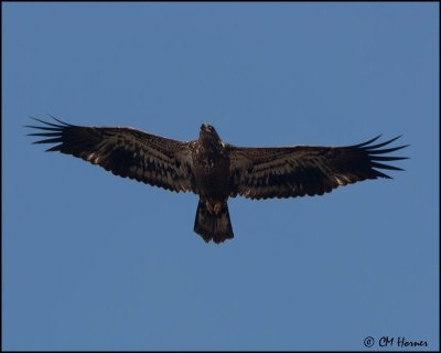 6180 Bald Eagle juvenile.jpg