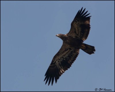 6183 Bald Eagle juvenile.jpg