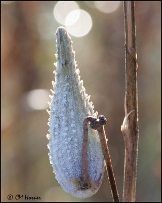 6191 Frosted Milkweed.jpg