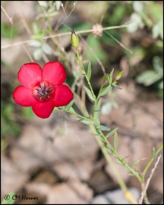 6196 Wildflower id.jpg