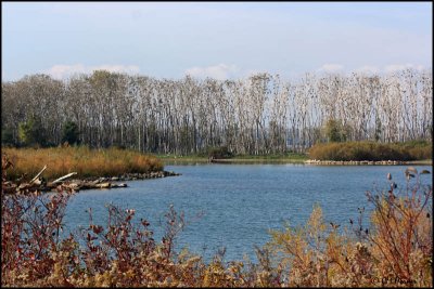 6205 Cormorant Colony.jpg