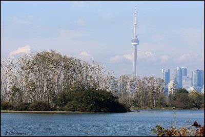 6206 Cormorant trees and the CN Tower.jpg