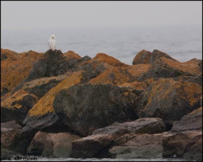 6244 Snowy Owl.jpg