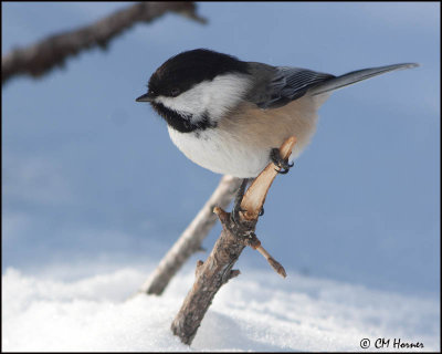 6664 Black-capped Chickadee.jpg