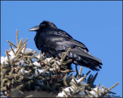 6789 Common Raven.jpg