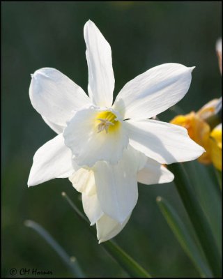 6907 White Daffodil.jpg