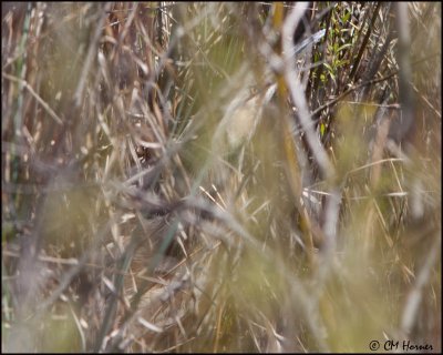 7049 American Bittern.jpg