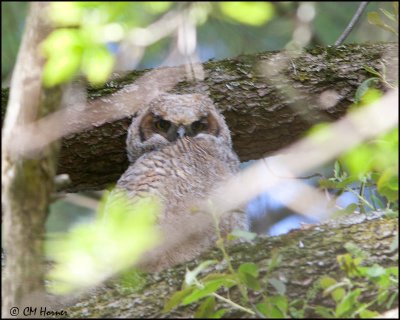 7055 Great Horned Owl juvenile.jpg