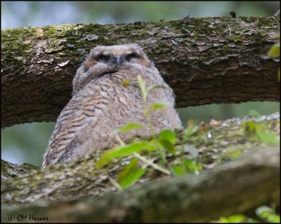 7067 Great Horned Owl juvenile.jpg