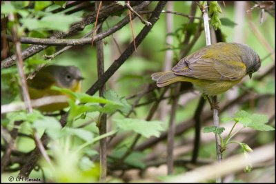 7083 Nashville Warblers.jpg