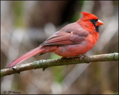 7119 Northern Cardinal.jpg