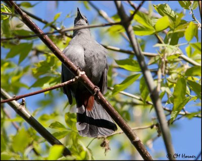 7158 Gray Catbird.jpg