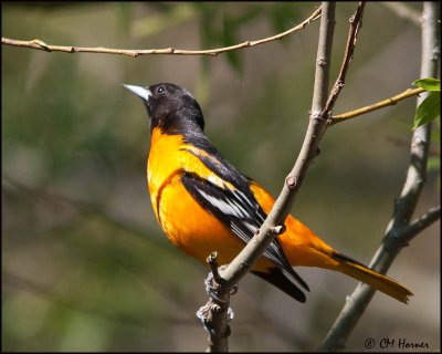 7194 Baltimore Oriole male.jpg