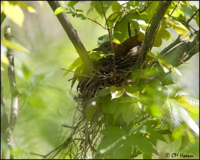 7211 Wood Thrush on nest.jpg