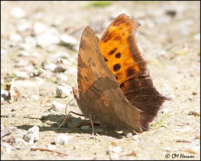 7304 Eastern Comma.jpg