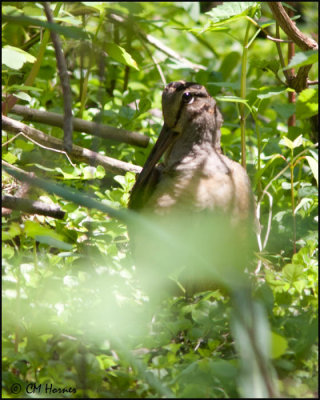 7343 American Woodcock.jpg