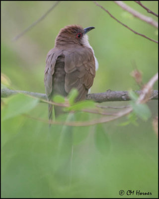 7368 Black-billed Cuckoo.jpg