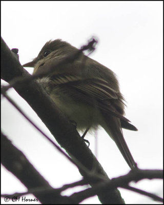 7374 Acadian Flycatcher.jpg
