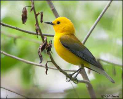 7384 Prothonotary Warbler.jpg
