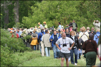 7387 Crowd of birders at Kirtlands Warbler site.jpg