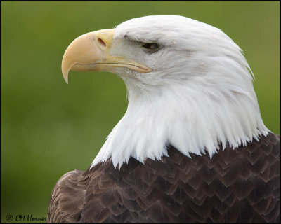 7400 Bald Eagle adult captive.jpg