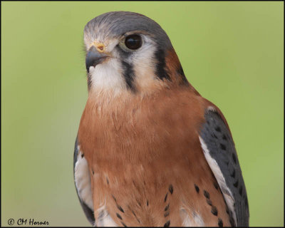 7403 American Kestrel male captive .jpg
