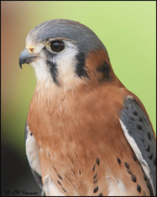 7404 American Kestrel male captive.jpg