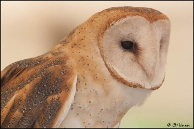 7415 Barn Owl captive.jpg