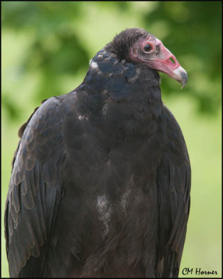 7418 Turkey Vulture captive.jpg