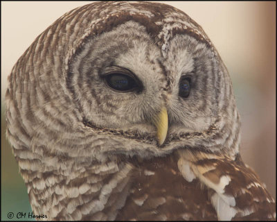 7421 Barred Owl captive.jpg