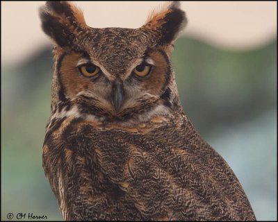 7424 Great Horned Owl captive.jpg