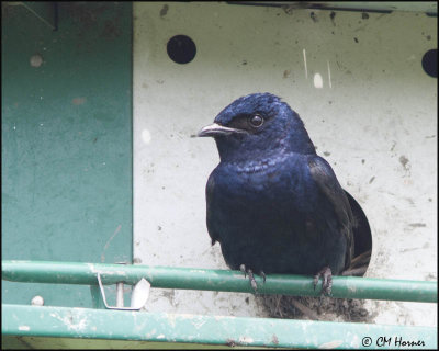 7430 Purple Martin.jpg