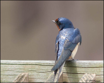 7432 Barn Swallow.jpg