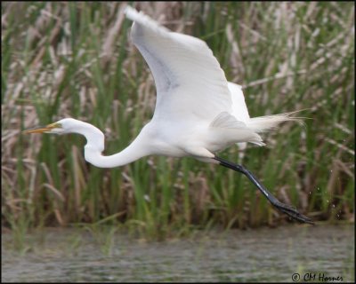 7448 Great Egret.jpg