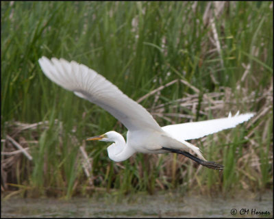 7449 Great Egret.jpg