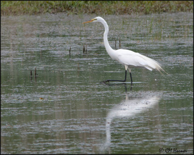 7453 Great Egret.jpg