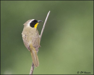 7456 Common Yellowthroat male.jpg