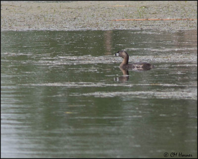 7465 Pied-billed Grebe.jpg