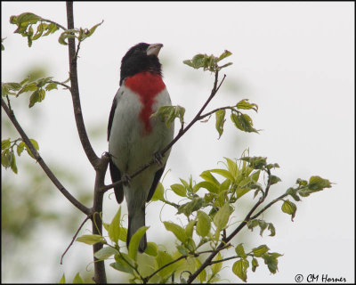 7477 Rose-breasted Grosbeak male.jpg