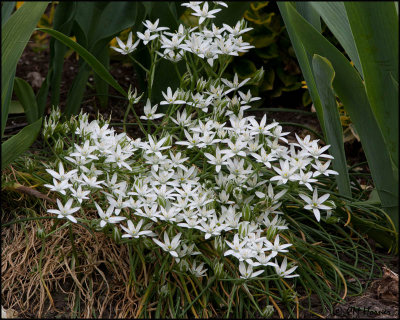 7494 Star of Bethlehem_edited-1.jpg