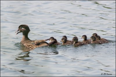 7586 Wood Duck female and ducklings.jpg