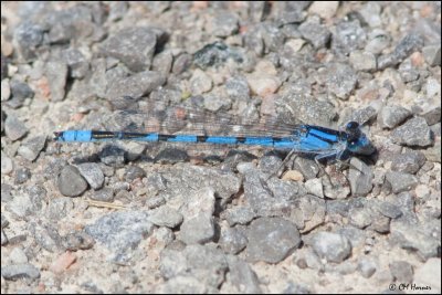 7655 Boreal Bluet confirm id.jpg