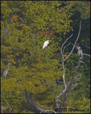 9418 Herons and Egret.jpg