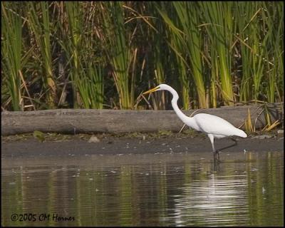 9439 Great Egret.jpg